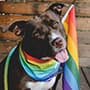 dog wearing a rainbow-colored bandana